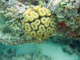 slides/CRW_0282_Edit.jpg Coral Sea Fans Rocks, Underwater CRW_0282_Edit