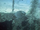 slides/CRW_0345_Edit.jpg Busch, Coral Sea Fans Rocks, Underwater, grey Angel CRW_0345_Edit