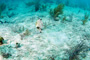 slides/IMG_2696_Edit.jpg Coral Sea Fans Rocks, Trunkfish, Underwater IMG_2696_Edit