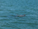 slides/IMG_8500.jpg Dolphin IMG_8500