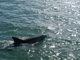 slides/IMG_8504.jpg Dolphin IMG_8504