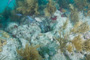 slides/_MG_1932.jpg Coral Sea Fans Rocks, Underwater _MG_1932