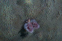 slides/_MG_1936.jpg Coral Sea Fans Rocks, Feather Duster Worm, Underwater _MG_1936