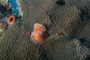 slides/_MG_1937.jpg Christmas Tree Worm, Coral Sea Fans Rocks, Underwater _MG_1937