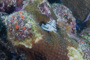 slides/_MG_1939.jpg Christmas Tree Worm, Coral Sea Fans Rocks, Underwater _MG_1939