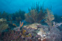 slides/_MG_1943.jpg Coral Sea Fans Rocks, Underwater _MG_1943