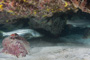 slides/_MG_1950.jpg Coral Sea Fans Rocks, Snook, Underwater _MG_1950