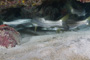 slides/_MG_1952.jpg Coral Sea Fans Rocks, Snook, Underwater _MG_1952