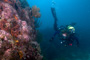 slides/_MG_1960_Edit.jpg Coral Sea Fans Rocks, Underwater, Valerie _MG_1960_Edit