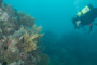 slides/_MG_1962.jpg Coral Sea Fans Rocks, Underwater _MG_1962