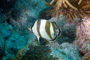 slides/_MG_1968_Edit.jpg Butterflyfish, Coral Sea Fans Rocks, Underwater _MG_1968_Edit