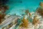 slides/_MG_1981_Edit.jpg Coral Sea Fans Rocks, Snook, Underwater _MG_1981_Edit