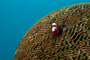 slides/_MG_1999_Edit.jpg Christmas Tree Worm, Coral Sea Fans Rocks, Underwater _MG_1999_Edit