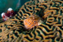 slides/_MG_2006_Edit.jpg Christmas Tree Worm, Coral Sea Fans Rocks, Underwater _MG_2006_Edit