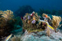 slides/_MG_2012_Edit.jpg Christmas Tree Worm, Coral Sea Fans Rocks, Underwater _MG_2012_Edit