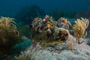 slides/_MG_2014.jpg Christmas Tree Worm, Coral Sea Fans Rocks, Underwater _MG_2014