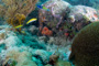 slides/_MG_2021_Edit.jpg Coral Sea Fans Rocks, Underwater _MG_2021_Edit