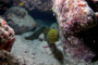 slides/_MG_2031_Edit.jpg Coral Sea Fans Rocks, Green Moray, Underwater _MG_2031_Edit