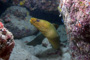 slides/_MG_2032_Edit.jpg Coral Sea Fans Rocks, Green Moray, Underwater _MG_2032_Edit