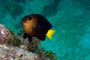 slides/_MG_2044_Edit.jpg Coral Sea Fans Rocks, Underwater, YellowTail Damselfish _MG_2044_Edit