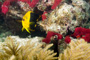 slides/_MG_2080_Edit.jpg Coral Sea Fans Rocks, Rock Beauty, Underwater _MG_2080_Edit