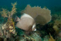 slides/_MG_2092_Edit.jpg Coral Sea Fans Rocks, Underwater, grey Angel _MG_2092_Edit