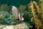 slides/_MG_2093_Edit.jpg Coral Sea Fans Rocks, Underwater, grey Angel _MG_2093_Edit