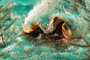 slides/_MG_2097_Edit.jpg Conch, Coral Sea Fans Rocks, Underwater _MG_2097_Edit