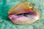 slides/_MG_2098_Edit.jpg Conch, Coral Sea Fans Rocks, Underwater _MG_2098_Edit