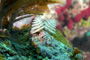 slides/_MG_2099_Edit.jpg Christmas Tree Worm, Coral Sea Fans Rocks, Underwater _MG_2099_Edit