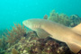 slides/_MG_2110_Edit.jpg Coral Sea Fans Rocks, Nurse Shark, Underwater _MG_2110_Edit