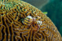 slides/_MG_2118_Edit.jpg Christmas Tree Worm, Coral Sea Fans Rocks, Underwater _MG_2118_Edit