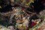 slides/_MG_2160_Edit.jpg Coral Sea Fans Rocks, Lobster, Underwater _MG_2160_Edit