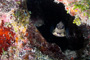 slides/_MG_2179_Edit.jpg Coral Sea Fans Rocks, Trunkfish, Underwater _MG_2179_Edit