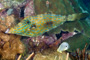 slides/_MG_2199_Edit.jpg Butterflyfish, Coral Sea Fans Rocks, Filefish, Underwater _MG_2199_Edit