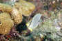 slides/_MG_2206_Edit.jpg Butterflyfish, Coral Sea Fans Rocks, Underwater _MG_2206_Edit