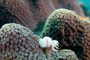 slides/_MG_2211_Edit.jpg Christmas Tree Worm, Coral Sea Fans Rocks, Underwater _MG_2211_Edit