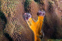 slides/_MG_2231_Edit.jpg Christmas Tree Worm, Coral Sea Fans Rocks, Underwater _MG_2231_Edit