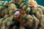 slides/_MG_2367_Edit.jpg Christmas Tree Worm, Coral Sea Fans Rocks, Underwater _MG_2367_Edit