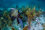 slides/_MG_2372_Edit.jpg Angelfish, Coral Sea Fans Rocks, French Angel, Underwater _MG_2372_Edit