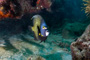 slides/_MG_2380_Edit.jpg Angelfish, Coral Sea Fans Rocks, French Angel, Underwater _MG_2380_Edit