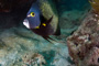 slides/_MG_2382_Edit.jpg Angelfish, Coral Sea Fans Rocks, French Angel, Underwater _MG_2382_Edit