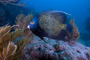 slides/_MG_2393_Edit.jpg Angelfish, Coral Sea Fans Rocks, French Angel, Underwater _MG_2393_Edit