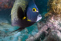 slides/_MG_2396_Edit.jpg Angelfish, Coral Sea Fans Rocks, French Angel, Underwater _MG_2396_Edit