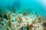 slides/_MG_2688_Edit.jpg Coral Sea Fans Rocks, Trunkfish, Underwater _MG_2688_Edit