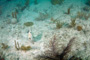 slides/_MG_2700_Edit.jpg Coral Sea Fans Rocks, Trunkfish, Underwater _MG_2700_Edit