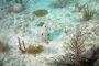 slides/_MG_2701_Edit.jpg Coral Sea Fans Rocks, Trunkfish, Underwater _MG_2701_Edit