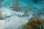 slides/_MG_2710_Edit.jpg Coral Sea Fans Rocks, Trunkfish, Underwater _MG_2710_Edit