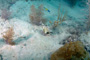 slides/_MG_2713_Edit.jpg Coral Sea Fans Rocks, Trunkfish, Underwater _MG_2713_Edit