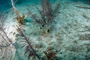 slides/_MG_2716_Edit.jpg Coral Sea Fans Rocks, Trunkfish, Underwater _MG_2716_Edit